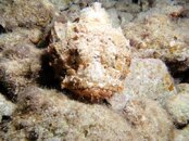 scorpionfish.jpg