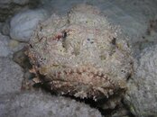 scorpionfish2.jpg