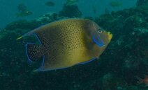 SEMICIRCLE ANGELFISH.jpg