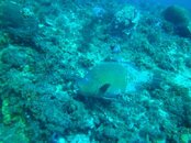 Dive Parrot Fish.jpg