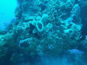 Dive Coral.jpg