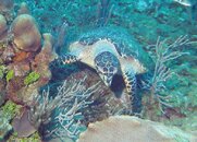 turtle.jpg