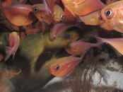 Green Moray.jpg