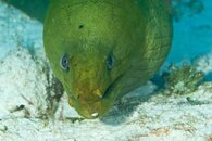Killer Moray.jpg