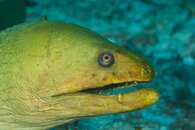 Mean Moray 2.jpg