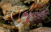 nudibranch for SB-0445.jpg