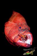 kiss my wrasse.jpg