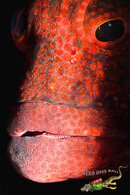 kiss my wrasse-2.jpg