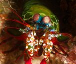 PeacockMantisShrimp2.jpg