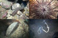 DDDB 547 phototaxis sm.jpg