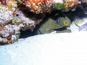 Cozumel may 2010 eel 102 enhanced_edited-1.jpg