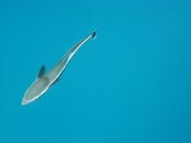 remora.jpg