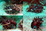 DDDB 548 flamboyant cuttlefish sm.jpg