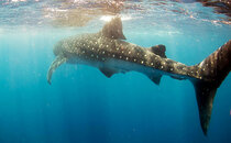 whale-shark-4.jpg