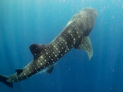 whale-shark-5.jpg