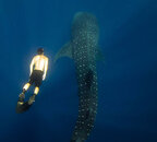 swimming-with-whale-sharks.jpg