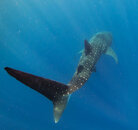 whale-shark-2.jpg