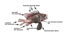 lionfishspineswithlabels.jpg