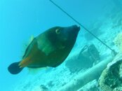 BONAIRE 314.jpg