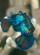 2699-mandarin-mating2-L.jpg