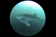 Whaleshark 1.jpg