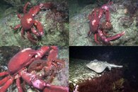 DDDB 549 kelp crab M&M sm.jpg