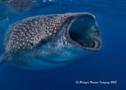 whalesharksaug2013.jpg