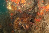 IMG_4285d spot.jpg