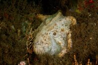 IMG_4288d spot.jpg