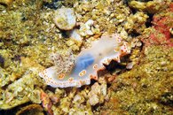 !-nudi-PICT0039.jpg