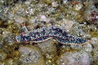!-nudi-PICT0084.jpg