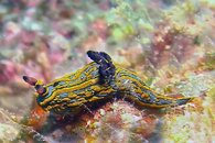 Nudi-PICT00521024.jpg