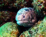 !moray-PICT0018.jpg