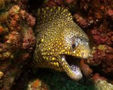 !moray-PICT0184.jpg