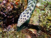 !-Moray-PICT0189.jpg