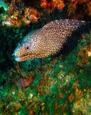 !moray-PICT0212.jpg