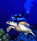 Turtle web.jpg