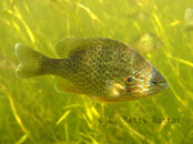 SunPerch_8187814.jpg