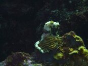 seahorse_2013.jpg