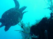 turtle_2013.jpg
