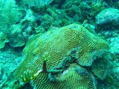 brain_coral_piratept_roatan_resized.jpg