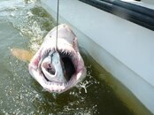 shark-shark.jpg