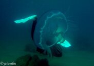 DSC02014.jpg