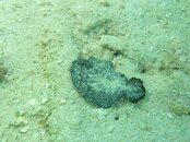 CCV_Sole_resized.jpg