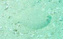 CCV_flounder_cropped.jpg