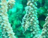 juv_filefish_cropped.jpg