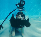 scuba-cat-6.jpg