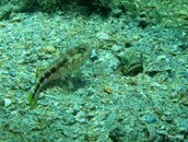 IMG_3740.jpg