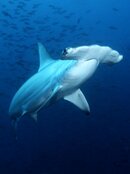 Hammerhead_DSC7007 PS 96.jpg