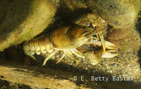 MadRiver_CrayFish_8248299.jpg